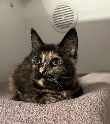 Shelter Stray Female Cat last seen Near Eddie Drive, Vista, CA, 92083, Oceanside, CA 92058, USA