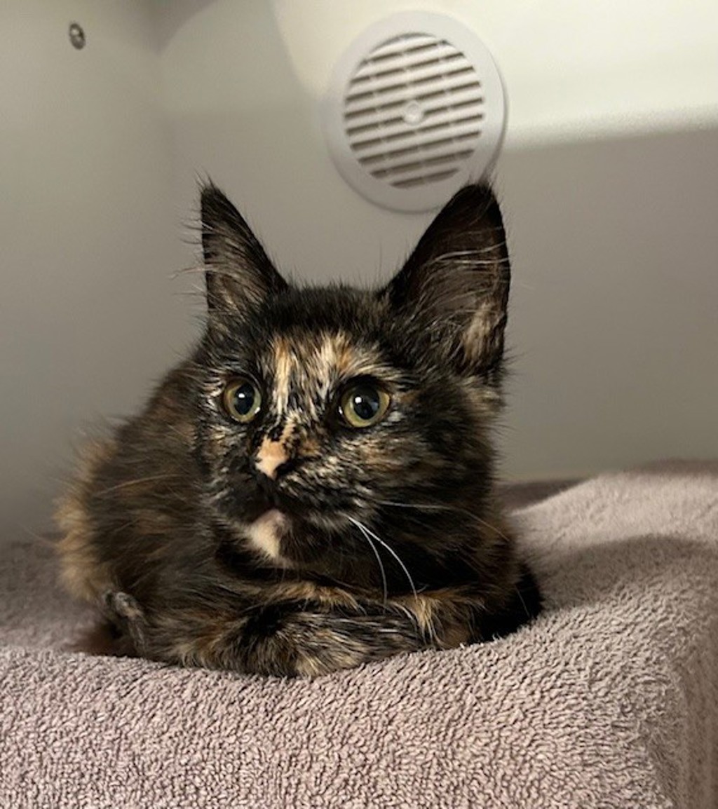 Shelter Stray Female Cat last seen Near Eddie Drive, Vista, CA, 92083, Oceanside, CA 92058, USA