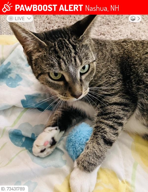 Lost Female Cat last seen She was on McLaren Ave, Nashua, NH 03060