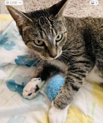 Lost Female Cat last seen She was on McLaren Ave, Nashua, NH 03060