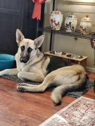 Found/Stray Female Dog last seen La Mesa and Shearwater Place in Victorville, Victorville, CA 92392