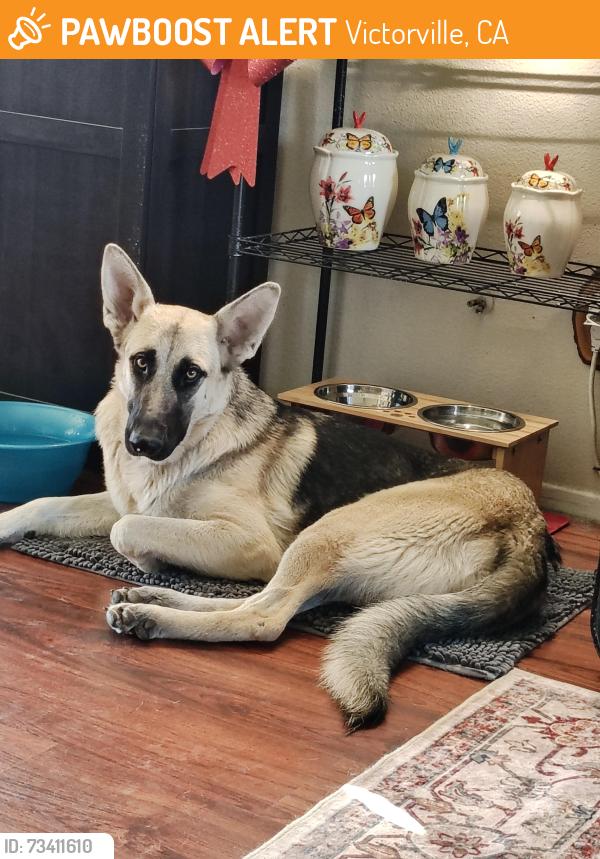 Found/Stray Female Dog last seen La Mesa and Shearwater Place in Victorville, Victorville, CA 92392