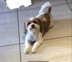 Lost Female Dog last seen Near 6th st Downey ca, Downey, CA 90241