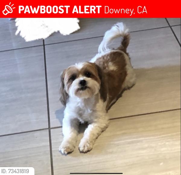 Lost Female Dog last seen Near 6th st Downey ca, Downey, CA 90241