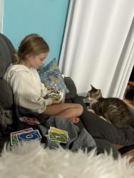 Found/Stray Female Cat last seen Shipyard and Holly Tree Road, Wilmington, NC 28403