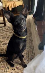 Reunited Female Dog last seen Keeneland Dr., Helena, AL 35080