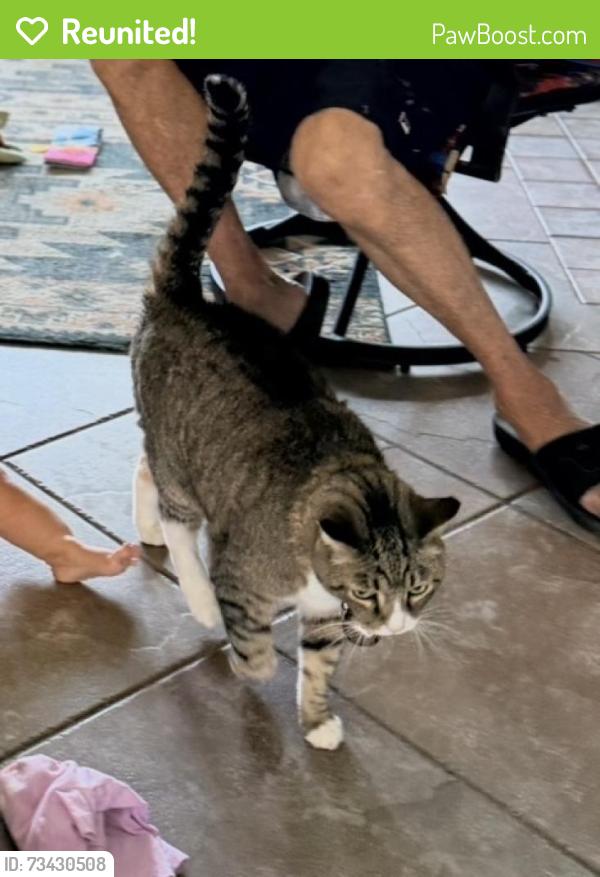 Reunited Male Cat last seen Quill and Sunland, Los Angeles, CA 91040