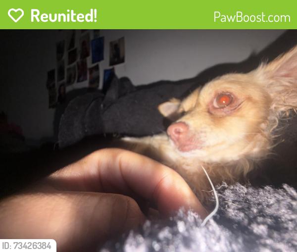 Reunited Male Dog last seen Ran on Michele Ln Hauppauge and disappeared, Hauppauge, NY 11788