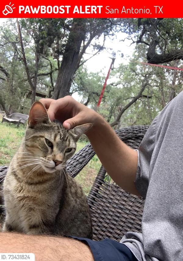 Lost Male Cat last seen Silent cross, San Antonio, TX 78250