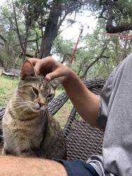Lost Male Cat last seen Silent cross, San Antonio, TX 78250