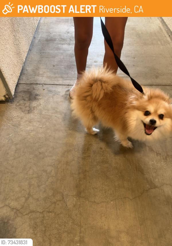 Found/Stray Unknown Dog last seen University & chicago, Riverside, CA 92507