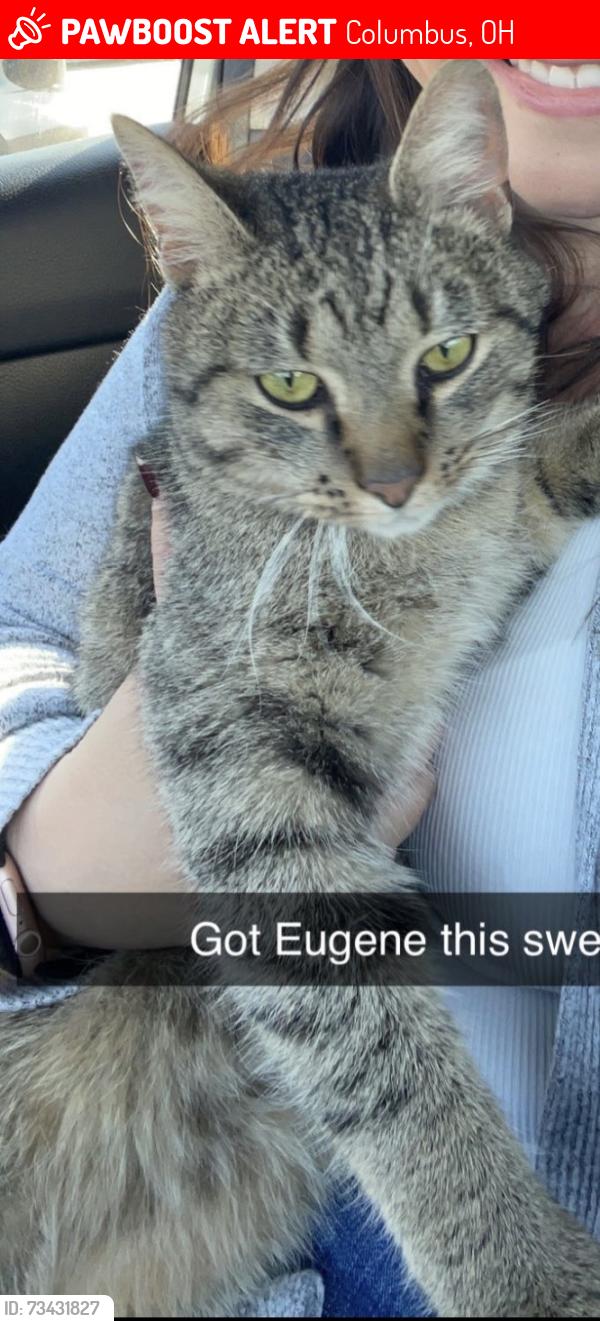 Lost Male Cat last seen Rumsey/parson, Columbus, OH 43207