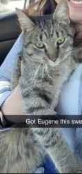 Lost Male Cat last seen Rumsey/parson, Columbus, OH 43207