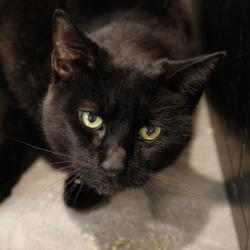 Shelter Stray Male Cat last seen , 3607 N Armenia Ave, Tampa, FL 33607, USA