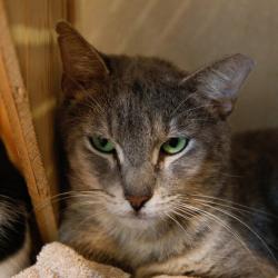 Shelter Stray Male Cat last seen , 3607 N Armenia Ave, Tampa, FL 33607, USA