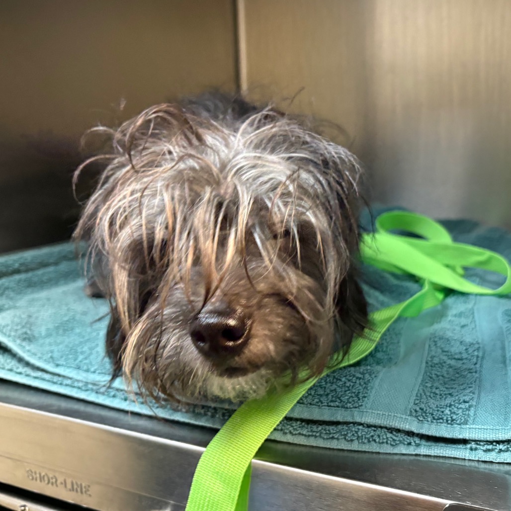 Shelter Stray Male Dog last seen , 361 S Raymond Ave, Pasadena, CA 91105, USA