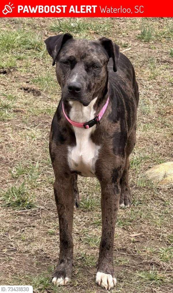 Lost Female Dog last seen Driveway across from Dillard Rd, Hwy 221 S, Waterloo, SC 29384
