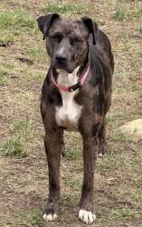 Lost Female Dog last seen Driveway across from Dillard Rd, Hwy 221 S, Waterloo, SC 29384