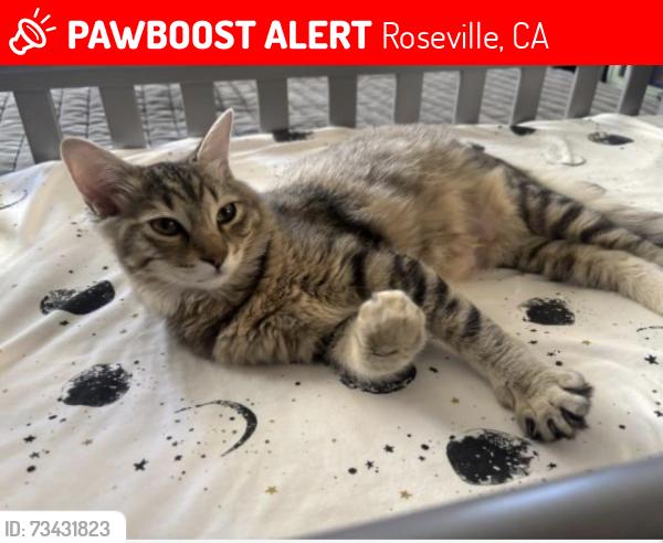 Lost Female Cat last seen Woodcreek oaks, Roseville, CA 95747