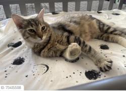 Lost Female Cat last seen Woodcreek oaks, Roseville, CA 95747