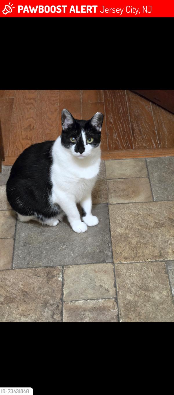 Lost Female Cat last seen Monmouth and Brunswick, Jersey City, NJ 07302