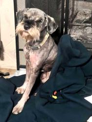 Lost Male Dog last seen Bracketville, Forney, TX 75126