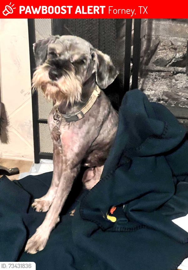 Lost Male Dog last seen Bracketville, Forney, TX 75126