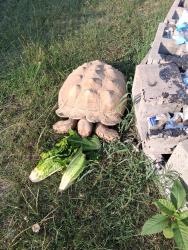 Lost Female Reptile last seen Star rite& acropolis, Parkton, NC 28371