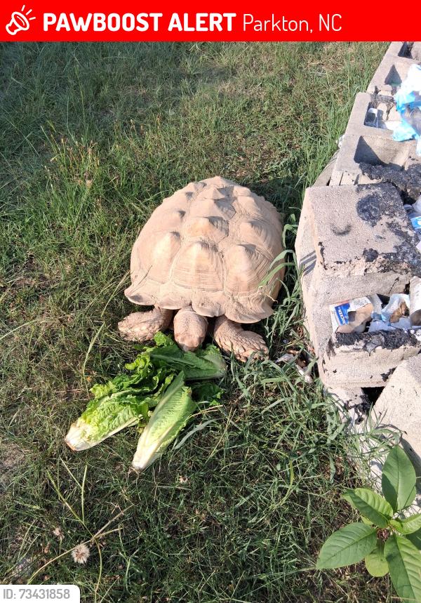 Lost Female Reptile last seen Star rite& acropolis, Parkton, NC 28371