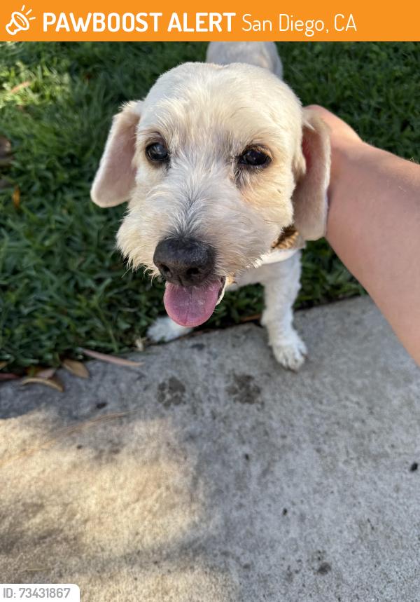 Found/Stray Male Dog last seen Parrot St in Fairmount Park, San Diego, CA 92105