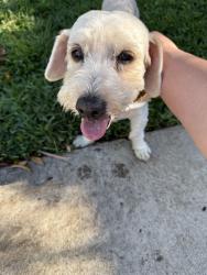 Found/Stray Male Dog last seen Parrot St in Fairmount Park, San Diego, CA 92105
