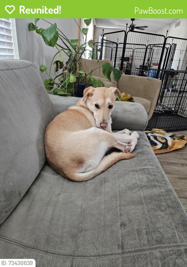 Reunited Female Dog last seen N 43rd Ave and W Olive, Phoenix, AZ 85051
