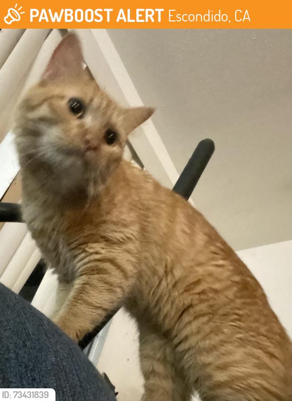 Found/Stray Unknown Cat last seen Playground near the back of Smoketree Glen, Escondido, CA 92026