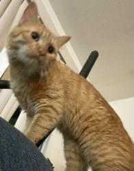 Found/Stray Unknown Cat last seen Playground near the back of Smoketree Glen, Escondido, CA 92026