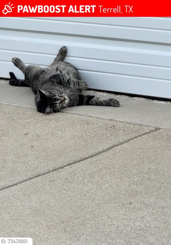 Lost Female Cat last seen County Road 305, Terrell, TX 75160