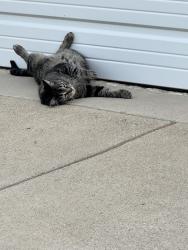Lost Female Cat last seen County Road 305, Terrell, TX 75160