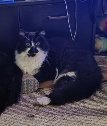 Lost Male Cat last seen 154th Avenue SE, 98042, Kent, WA 98042