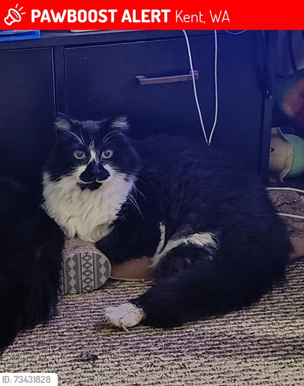Lost Male Cat last seen 154th Avenue SE, 98042, Kent, WA 98042