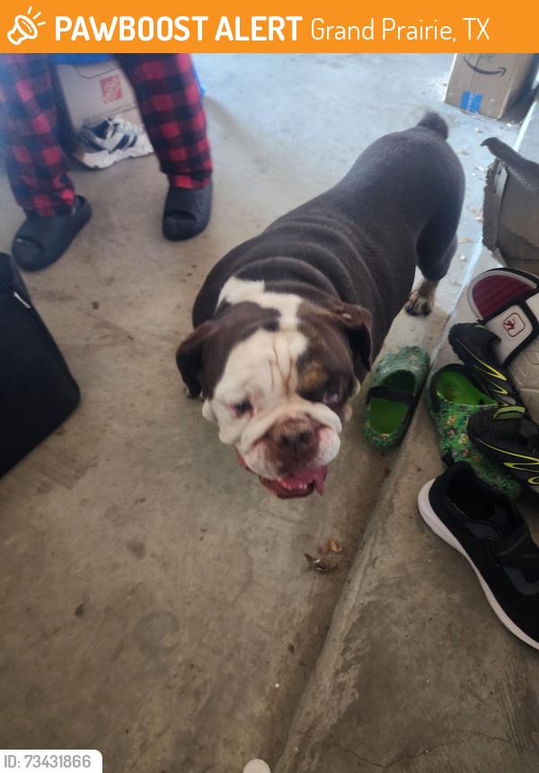 Found/Stray Male Dog last seen Lake Ridge High School, Grand Prairie, TX 75054