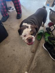 Found/Stray Male Dog last seen Lake Ridge High School, Grand Prairie, TX 75054