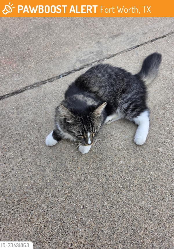 Found/Stray Unknown Cat last seen Morning Dew Street and Whispering Wind, Fort Worth, TX 76108
