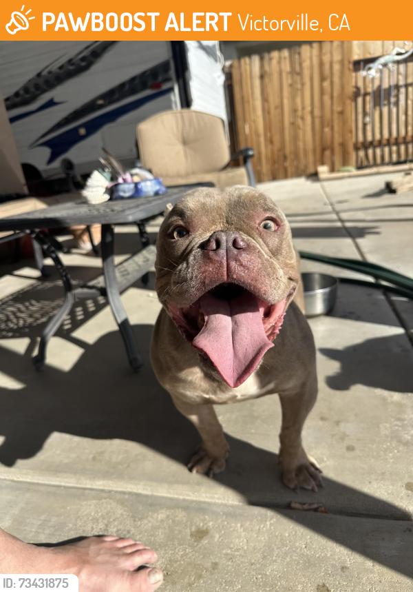 Found/Stray Male Dog last seen Ridgecrest Road, Victorville, CA 92395
