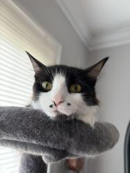 Lost Female Cat last seen Coventry cemetery, Cleveland Heights, OH 44118
