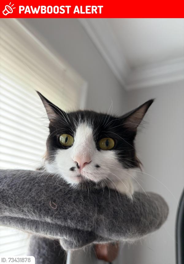 Lost Female Cat last seen Coventry cemetery, Cleveland Heights, OH 44118