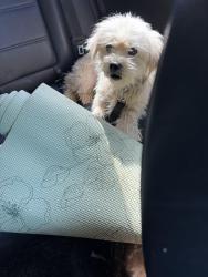 Found/Stray Unknown Dog last seen Campbell rd and hwy 81, Greenville County, SC 29673