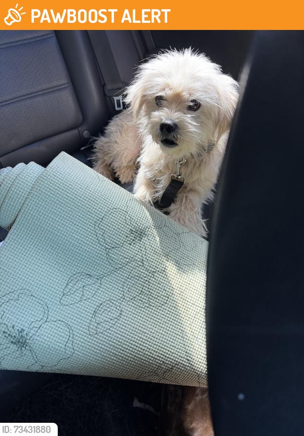 Found/Stray Unknown Dog last seen Campbell rd and hwy 81, Greenville County, SC 29673