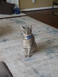 Lost Male Cat last seen Newark Rd and Egypt Run Rd, Landenberg, PA 19350