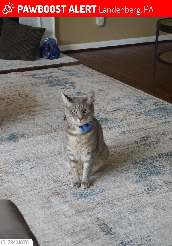 Lost Male Cat last seen Newark Rd and Egypt Run Rd, Landenberg, PA 19350