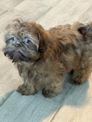 Lost Male Dog last seen Near Cantwell Drive Houston tx 77014, Houston, TX 77014