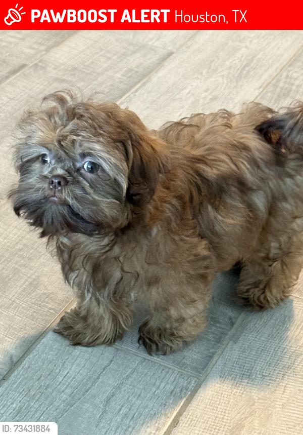 Lost Male Dog last seen Near Cantwell Drive Houston tx 77014, Houston, TX 77014